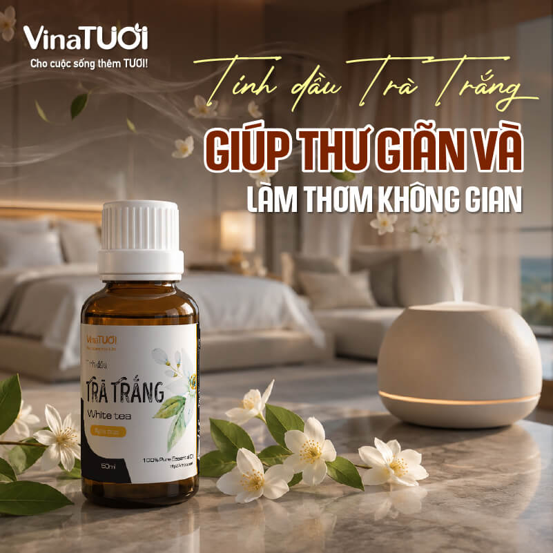 cong-dung-tinh-dau-tra-trang Công dụng của tinh dầu Trà Trắng giúp thư giãn và tạo không gian dễ chịu