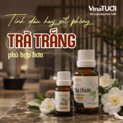 Nên dùng tinh dầu hay xịt phòng Trà Trắng để tạo mùi hương cho không gian