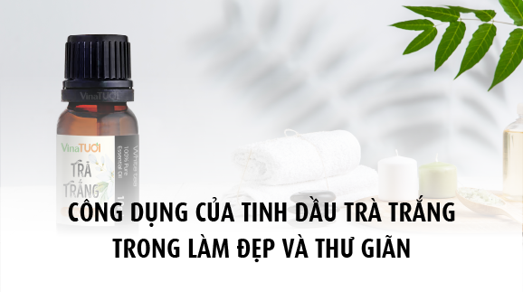 Công dụng của tinh dầu Trà Trắng trong làm đẹp và thư giãn