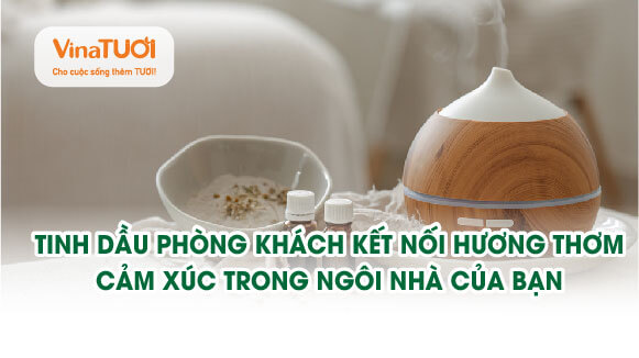 Tinh dầu phòng khách: Kết nối hương thơm và cảm xúc trong ngôi nhà của bạn
