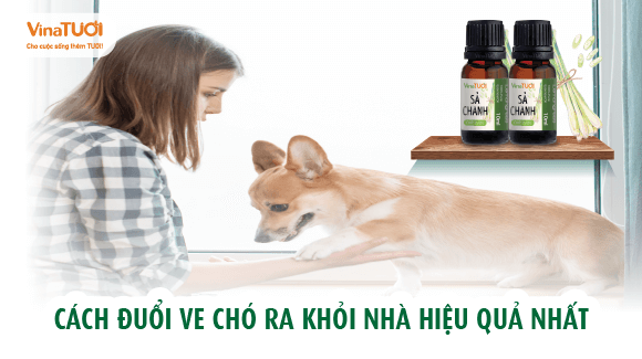 Cách đuổi ve chó ra khỏi nhà hiệu quả nhất