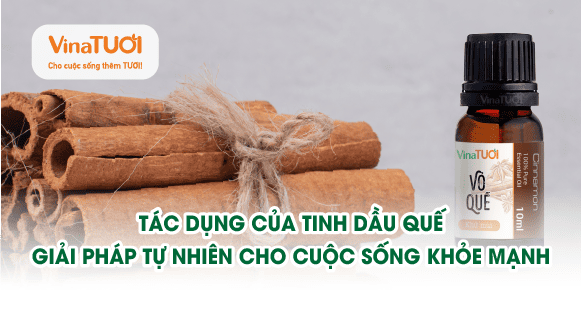 Tác dụng của tinh dầu quế: giải pháp tự nhiên cho cuộc sống khỏe mạnh