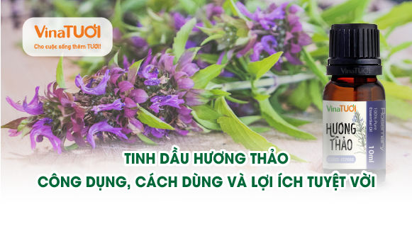 Tinh dầu hương thảo: công dụng, cách dùng và lợi ích tuyệt vời