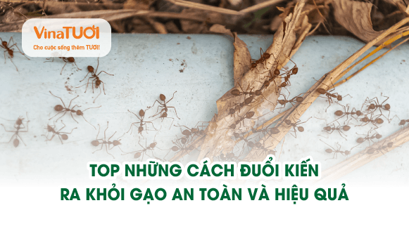 Top những cách đuổi kiến ra khỏi gạo hiệu quả