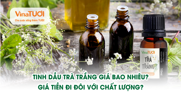 Tinh dầu trà trắng giá bao nhiêu? Giá tiền đi đôi với chất lượng?