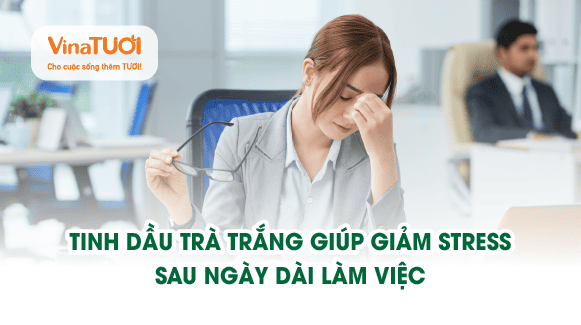 Tinh dầu trà trắng giúp giảm stress sau ngày dài làm việc