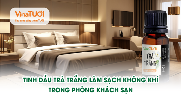 Tinh dầu trà trắng làm sạch không khí trong phòng khách sạn