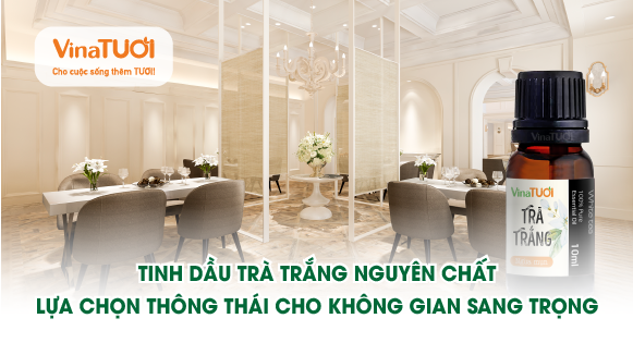 Tinh dầu trà trắng nguyên chất: Lựa chọn thông thái cho không gian sang trọng