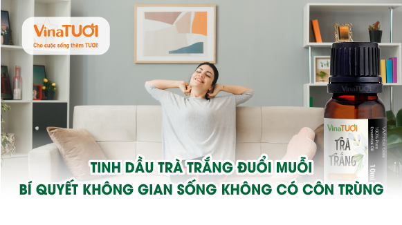 Tinh dầu trà trắng đuổi muỗi: Bí quyết không gian sống không có côn trùng