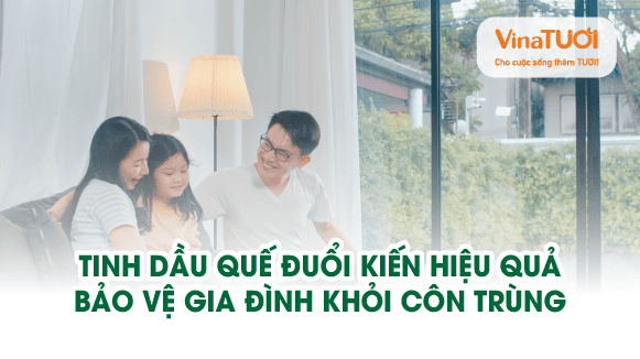 Tinh dầu quế đuổi kiến hiệu quả: Bảo vệ gia đình khỏi côn trùng