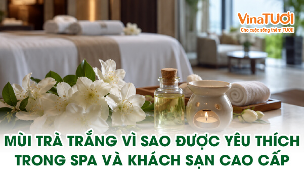 Mùi trà trắng là gì - hương thơm được yêu thích trong spa và khách sạn cao cấp